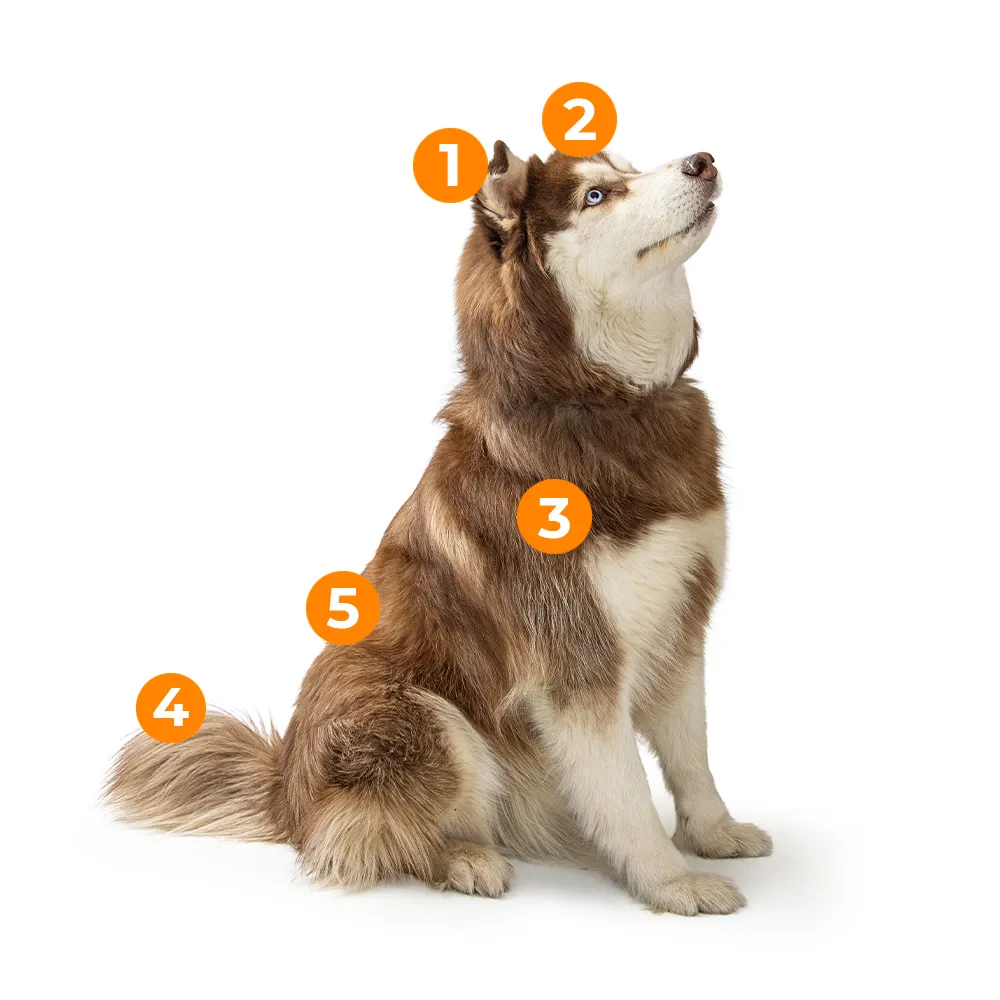 caracteristicas fisicas